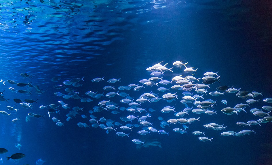 Swarm of Fishes swimming together in Blue Water